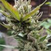 Mimosa Fem Growers Choice Cannabis Plant