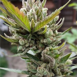 Mimosa Fem Growers Choice Cannabis Plant