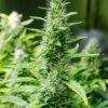 Snoop Dogg OG Fem Growers Choice Cannabis plant