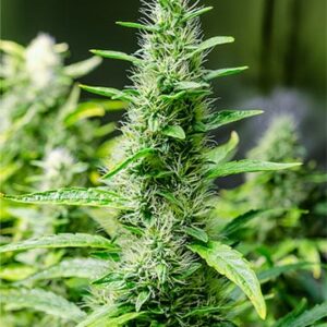 Snoop Dogg OG Fem Growers Choice Cannabis plant
