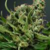 Strawberry Lemonade Fem Cannabis