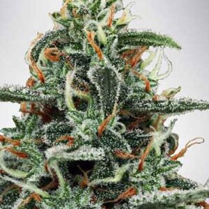 Strawberry Lemonade Fem Cannabis Plant