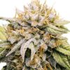 Super Boof Fem Growers Choice Cannabis