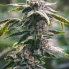 White Tahoe Cookies Autoflower Cannabis Plant