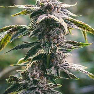 White Tahoe Cookies Autoflower Cannabis Plant