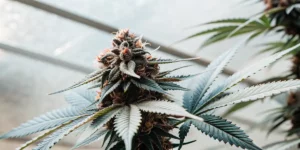 How to Grow dos si dos auto: A Step-by-Step Guide
