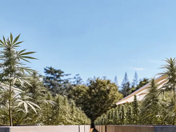 flowering cannabis plants growing in large outdoor planters under sunlight