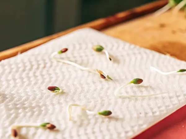 cannabis seeds germinating on a moist paper towel during early growth stage