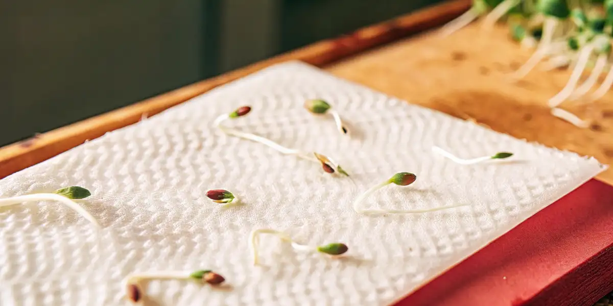 cannabis seeds germinating on a moist paper towel during early growth stage