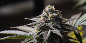 How to Grow Critical Kush Auto: A Step-by-Step Guide