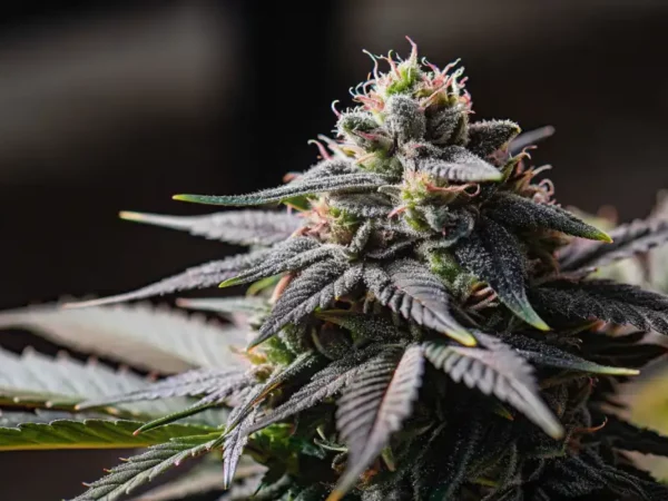 Close-up image of a cannabis bud covered in sparkling trichomes under natural light