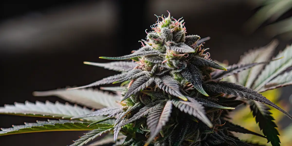 Close-up image of a cannabis bud covered in sparkling trichomes under natural light