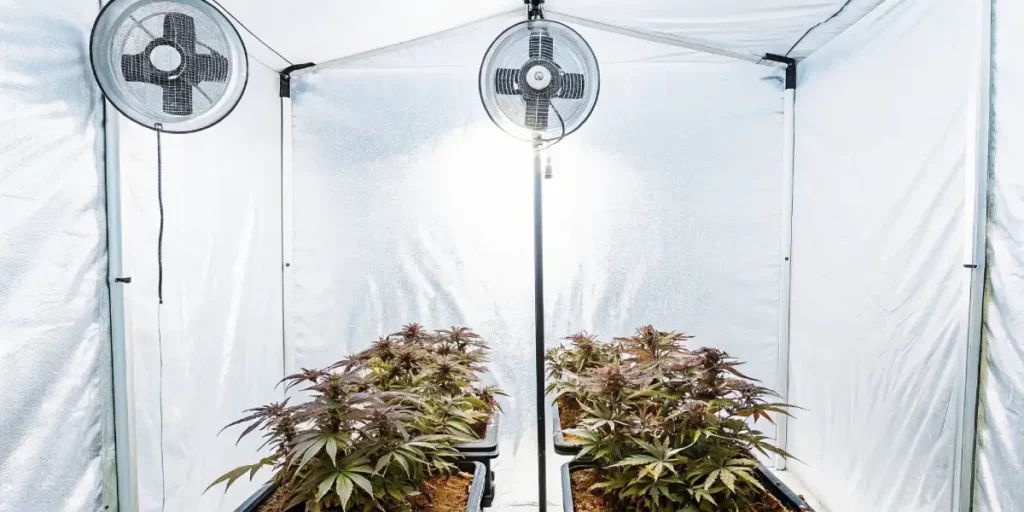 compact indoor cannabis grow tent showing flowering cannabis plants and ventilation fans