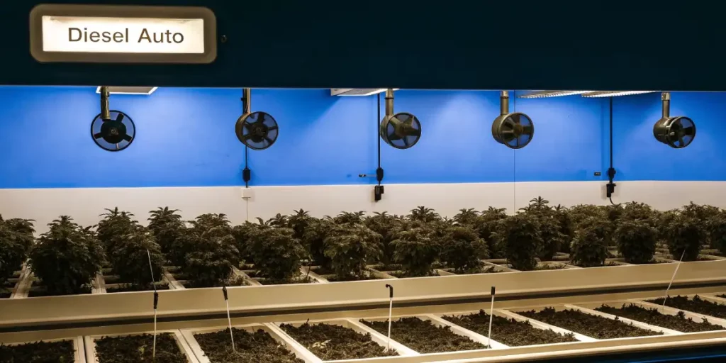 indoor grow room with diesel auto cannabis plants and ventilation fans