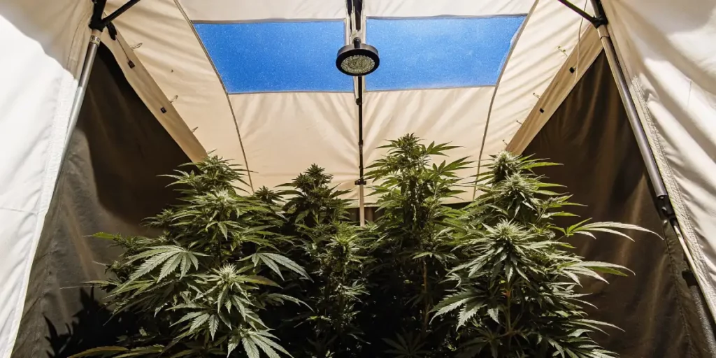 cannabis plants in indoor grow tent with natural skylight