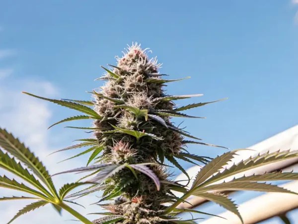 Close-up of a ripe Haze Berry Auto cannabis bud under natural sunlight