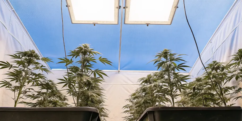indoor cannabis grow room with LED lighting and tall flowering plants