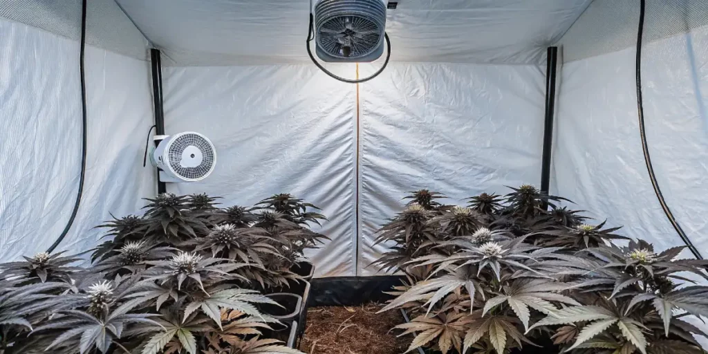 indoor cannabis grow room with ventilation system and LED grow lights