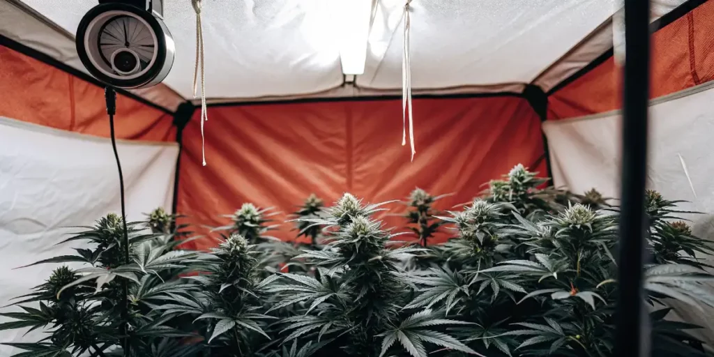 thriving cannabis plants inside a grow tent with LED lighting