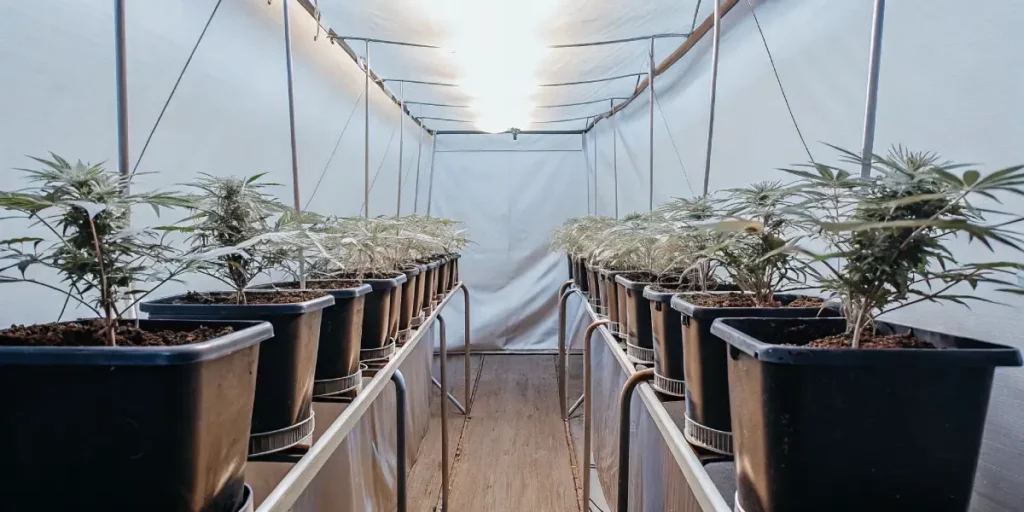 symmetrical rows of cannabis plants in square pots inside a white grow tent