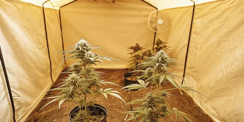 Flowering Haze Berry Auto cannabis plants in a yellow-lit indoor setup