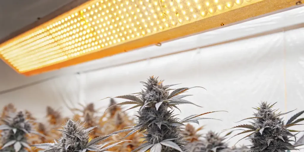 Cannabis plants under strong yellow LED grow lights inside a reflective indoor grow room