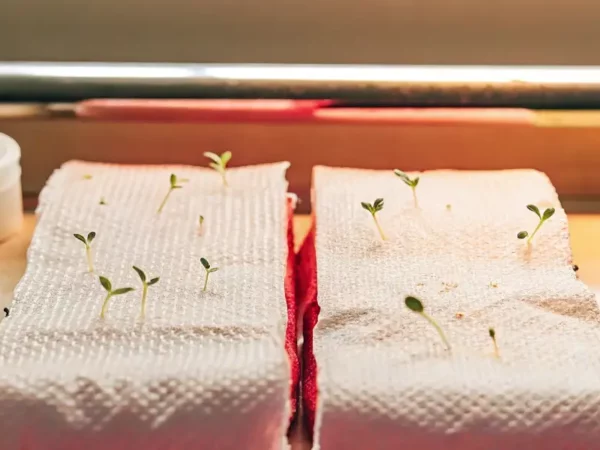 indoor cannabis sprouts growing on paper towels under artificial light
