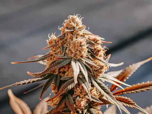 close-up of a mature cannabis bud with dense trichomes and vibrant orange pistils