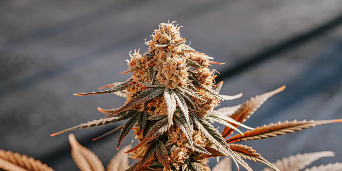 close-up of a mature cannabis bud with dense trichomes and vibrant orange pistils