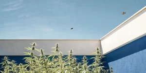 How to Grow Granddaddy Purple Auto: A Step-by-Step Guide