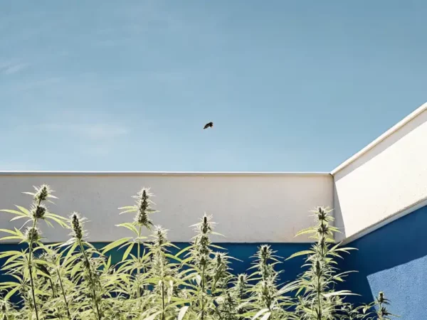 outdoor cannabis garden with tall plants growing beside a blue wall under clear sky