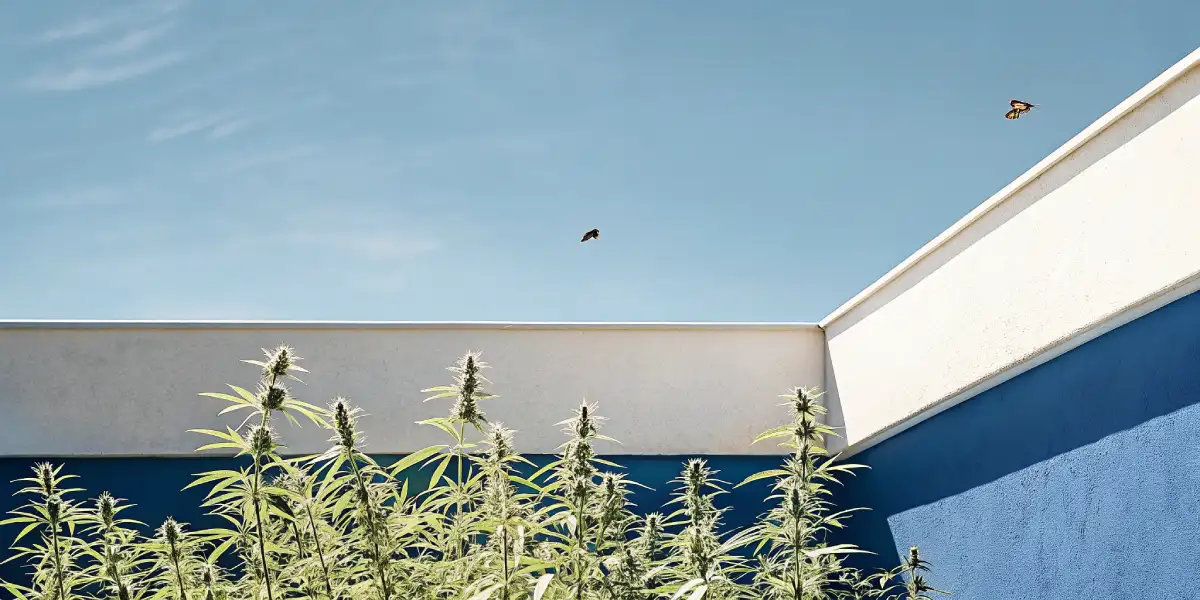outdoor cannabis garden with tall plants growing beside a blue wall under clear sky