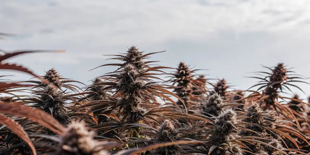 vibrant purple cannabis autoflower buds growing outdoors under natural light