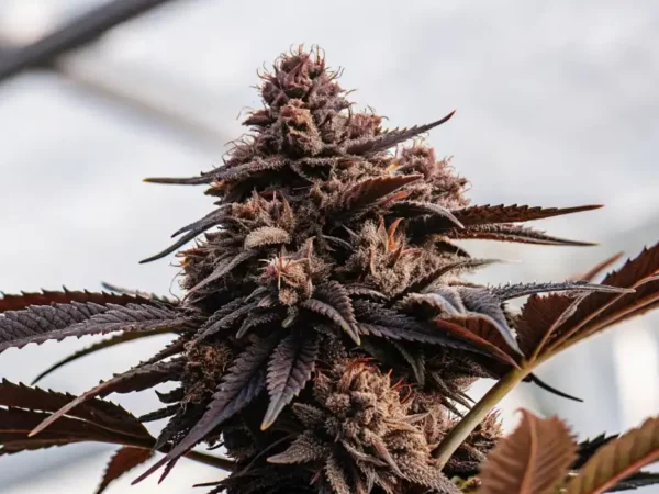 Close-up view of a dark purple cannabis bud with dense trichomes and mature calyxes.