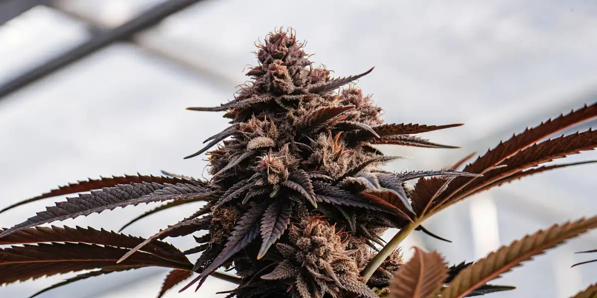 Close-up view of a dark purple cannabis bud with dense trichomes and mature calyxes.