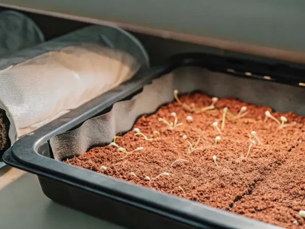 cannabis seedlings sprouting in a tray filled with moist substrate during early germination phase