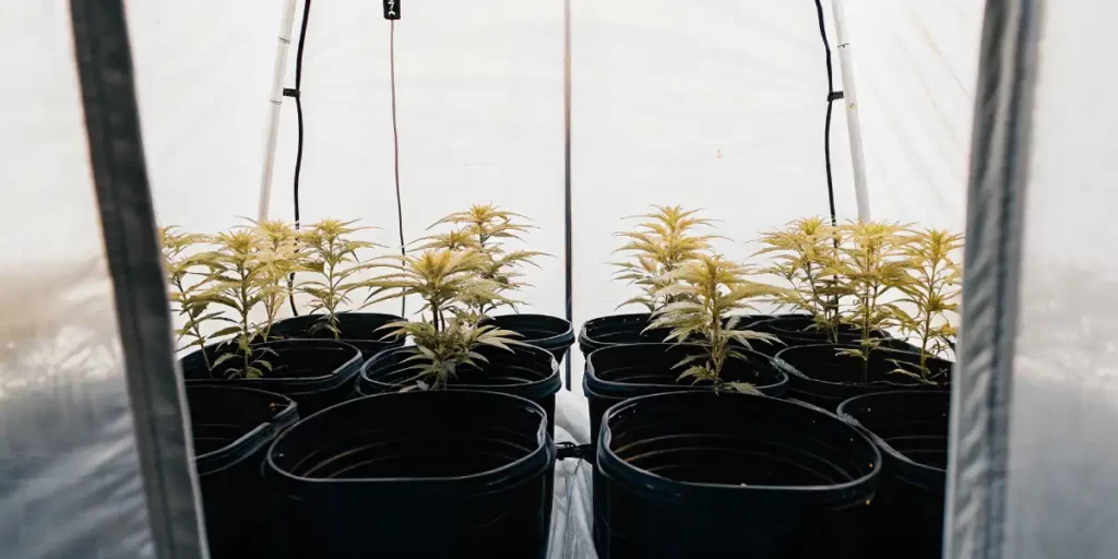 early-stage cannabis plants in black fabric pots inside a white grow tent