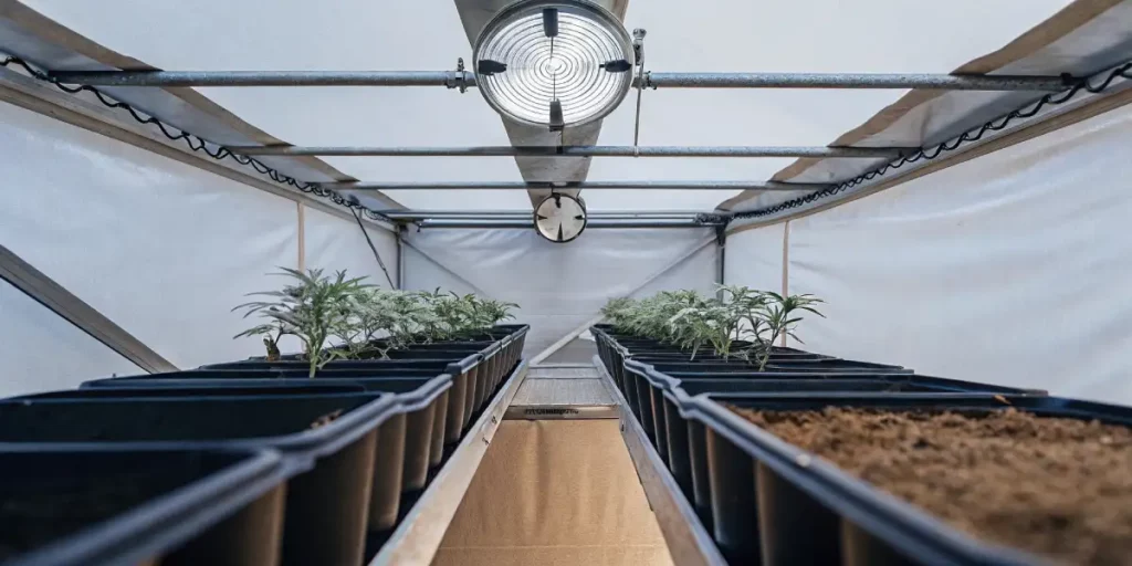 young cannabis seedlings growing in black trays under a powerful grow light