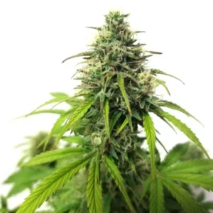 Dense AK Autoflower cannabis cola with resinous buds and thin sativa leaves.