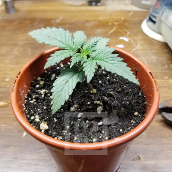 Small AK Autoflower seedling growing in a pot with early leaf development.