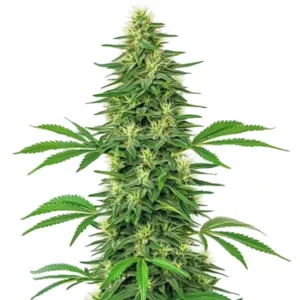 Alien OG Strain cannabis plant with a tall central cola, dense buds, visible pistils, and vibrant green serrated leaves on a white background.
