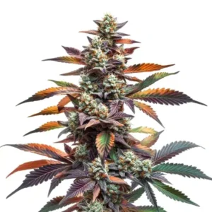 Alien Rock Candy cannabis strain showing a colorful cola with dense frosty buds, purple and orange leaves, and bright resin coverage.