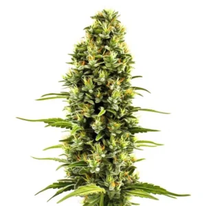 Birthday Cake cannabis plant with dense frosty buds