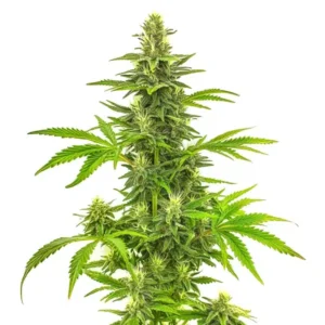 Bruce Banner Fast Version cannabis plant with tall cola and resinous buds