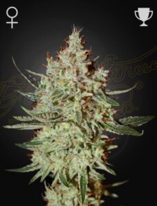 A Cheese Strain cannabis plant displays dense, frosty buds with orange pistils, surrounded by green leaves. Feminine and trophy symbols are in the top corners against a dark background.