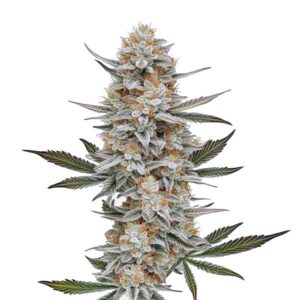 Chemdog 4 cannabis strain bud with tall frosty central cola, dense resin-coated flowers, bright orange pistils and serrated green leaves on a white background.