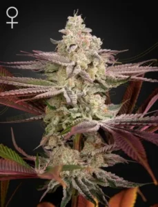 A dense Chemical Bride Strain cannabis bud coated in frosty trichomes, surrounded by elongated leaves with shades of green, purple, and orange, against a dark background. A female symbol appears at the top left.
