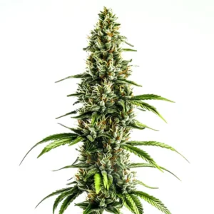 Chocolopez cannabis strain bud with tall elongated cola, dense sativa-leaning structure, frosty trichomes, orange pistils and vibrant green serrated leaves on a white background.