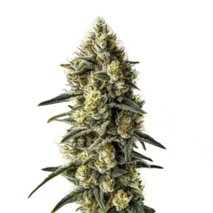 Cindy 99 cannabis strain featuring a tall, compact cola with dense frosty buds, bright orange pistils, heavy trichome coverage, and dark green serrated leaves on a white background.