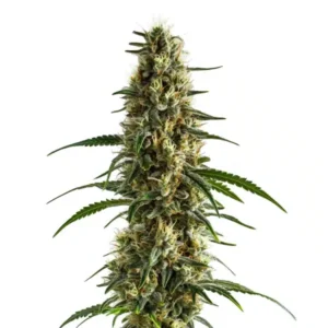 Clementine cannabis strain showing a tall central cola with airy yet dense buds, pale green tones, abundant white pistils, visible trichomes, and elongated serrated leaves on a white background.